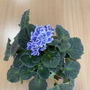 �������� ��������������� ������� �� ���� ���������� ��������. ������ � 1 ������